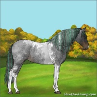 Horse Color:Painted Liver Red Roan Tobiano 