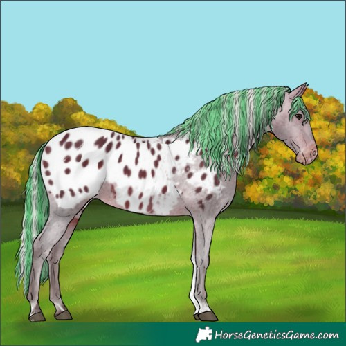 Horse Color:Painted Silver Brown Tobiano Appaloosa 