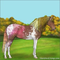Horse Color:Painted Chestnut Tobiano