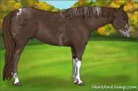 Horse Color:Liver Chestnut Tobiano 