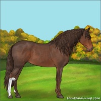 Horse Color:Liver Red Roan 