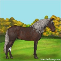 Horse Color:Silver Brown 