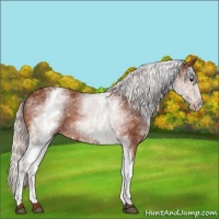 Horse Color:White Spotted Silver Bay 