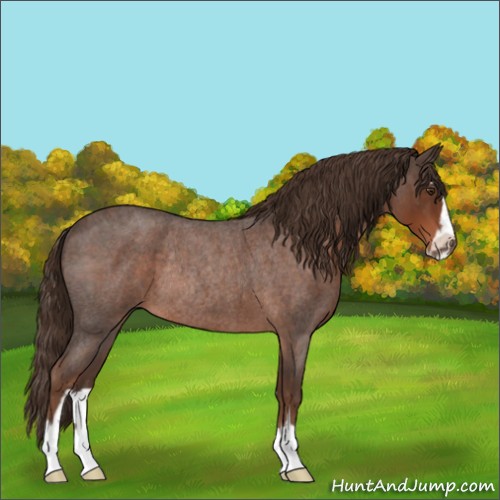 Horse Color:Liver Red Roan Sabino Rabicano 