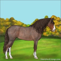 Horse Color:Liver Red Roan Sabino Rabicano