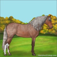 Horse Color:Silver Brown Roan