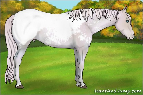 Horse Color:Watercolor Palomino Pearl Sabino Appaloosa 