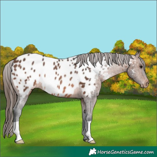 Horse Color:Brown Appaloosa Rabicano