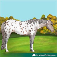 Horse Color:Brown Appaloosa Rabicano 