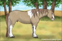 Horse Color:Liver Red Dun Splash Tobiano