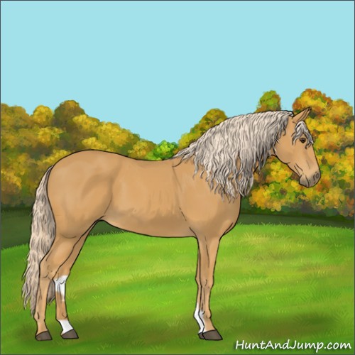 Horse Color:Palomino 