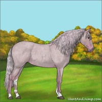 Horse Color:Watercolor Silver Blue Roan 
