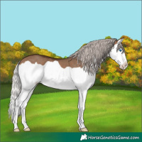Horse Color:Silver Brown Dun Splash 