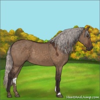 Horse Color:Silver Brown Dun 