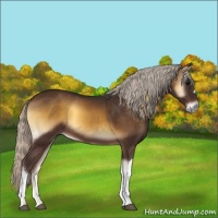 Horse Color:Silver Buckskin Onyx