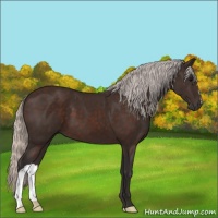 Horse Color:Silver Brown