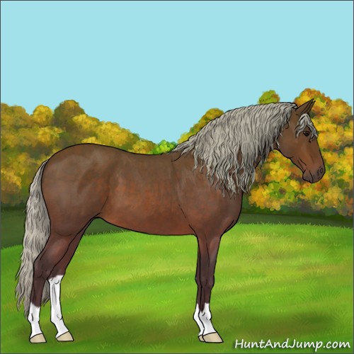 Horse Color:Silver Brown Roan