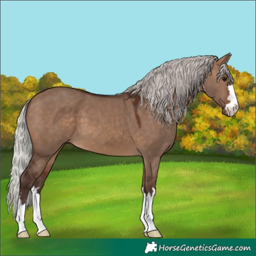Horse Color:Silver Brown Dun 
