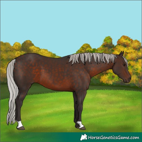 Horse Color:Silver Brown 
