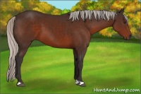 Horse Color:Silver Brown 