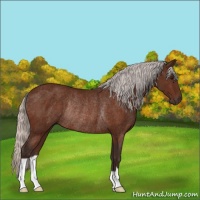 Horse Color:Silver Bay Rabicano 