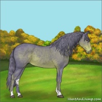 Horse Color:Watercolor Liver Chestnut 