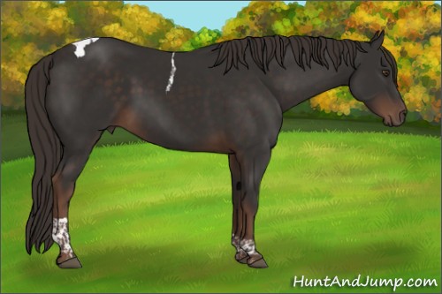 Horse Color:Liver Chestnut Tobiano