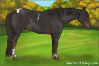 Horse Color:Liver Chestnut Tobiano 