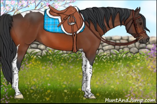 Horse Color:Bay Tobiano 