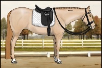 Horse Color:Red Roan Pearl Rabicano 