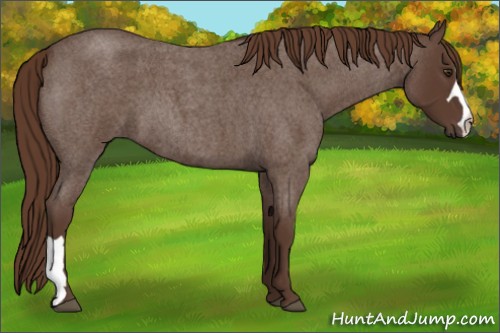 Horse Color:Liver Red Roan 