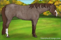 Horse Color:Liver Red Roan 
