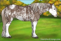 Horse Color:Liver Chestnut Sabino Splash Varnish and Liver Chestnut Sabino Splash Varnish