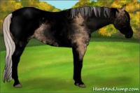 Horse Color:Void White Spotted Silver Bay Dun Appaloosa 