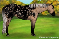 Horse Color:Void White Spotted Silver Bay Dun Near Leopard Rabicano 