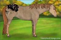Horse Color:Void Red Dun Roan Appaloosa Rabicano 