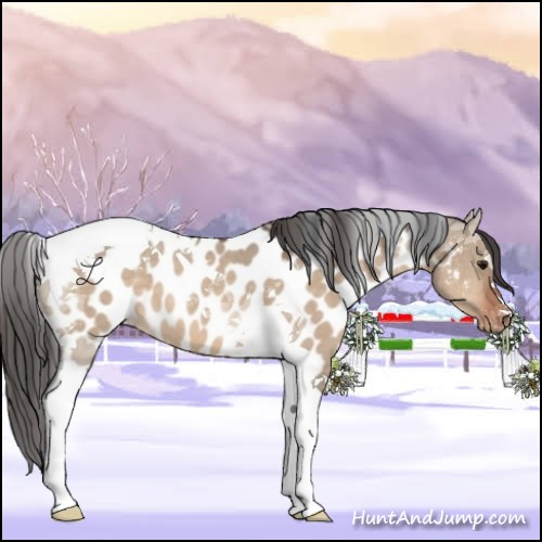 Horse Color:Bay Dun Tobiano Appaloosa 