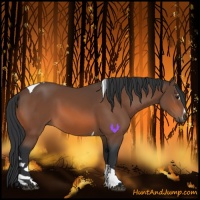 Horse Color:Bay Sabino Tobiano 