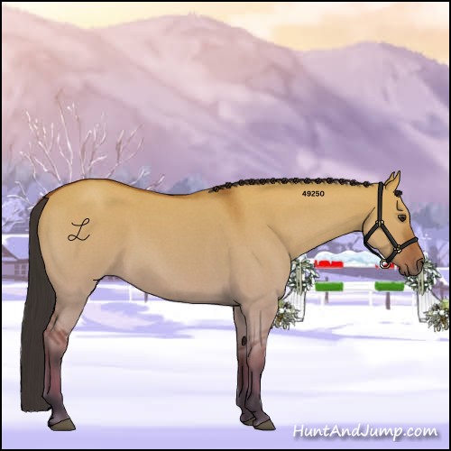Horse Color:Bay Roan Dun Rabicano 