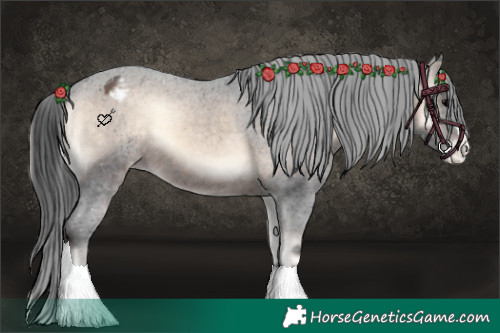 Horse Color:Brown Onyx Appaloosa 