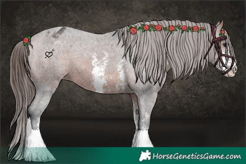 Horse Color:Bay Sabino Appaloosa 
