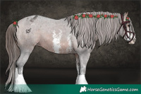 Horse Color:Bay Sabino Appaloosa 