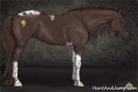 Horse Color:Liver Chestnut Tobiano 