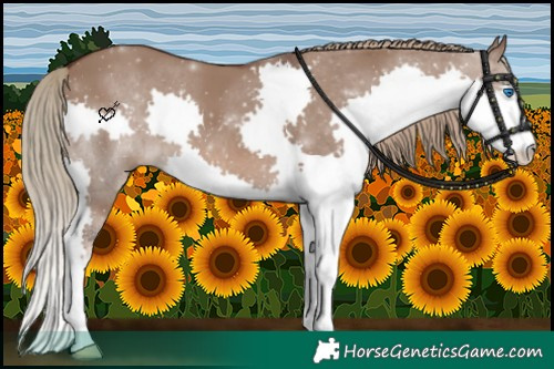 Horse Color:Liver Red Dun Splash
