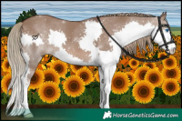 Horse Color:Liver Red Dun Splash 