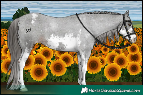 Horse Color:Liver Chestnut Sabino Varnish
