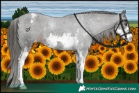 Horse Color:Liver Chestnut Sabino Varnish 