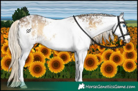 Horse Color:White Spotted Chocolate Palomino Onyx Sabino Splash 