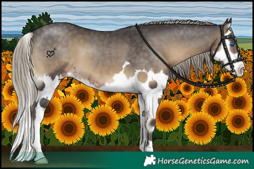 Horse Color:Silver Smoky Blue Onyx Splash 