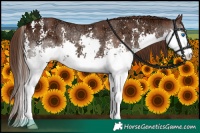 Horse Color:Liver Chestnut Ice Sabino Splash 
